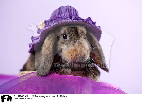 Widderkaninchen / lop rabbit / RR-60319