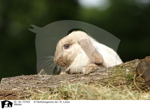 Widder / lop-eared bunny / KL-13793