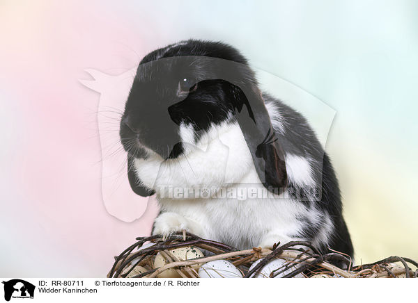 Widder Kaninchen / lop-eared rabbit / RR-80711