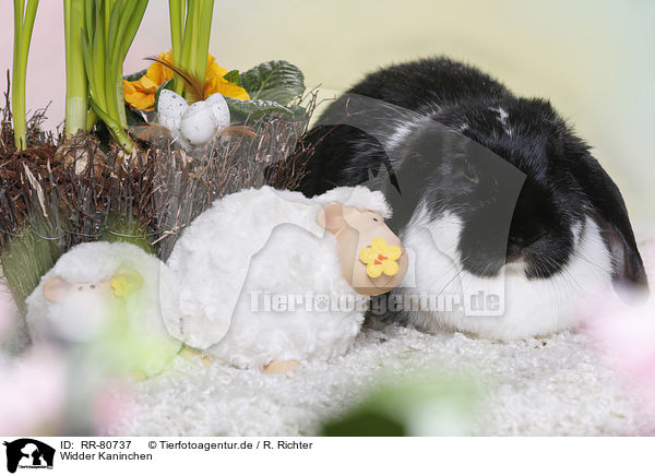 Widder Kaninchen / RR-80737