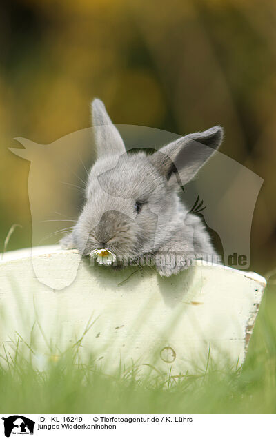 junges Widderkaninchen / young floppy-eared rabbit / KL-16249