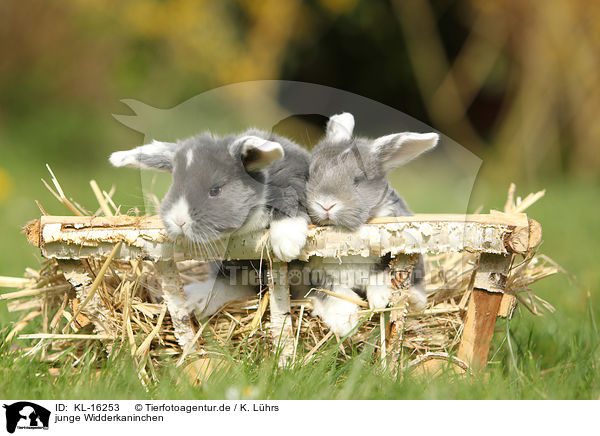 junge Widderkaninchen / young floppy-eared rabbits / KL-16253