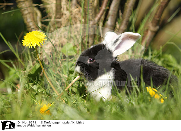 junges Widderkaninchen / KL-16271