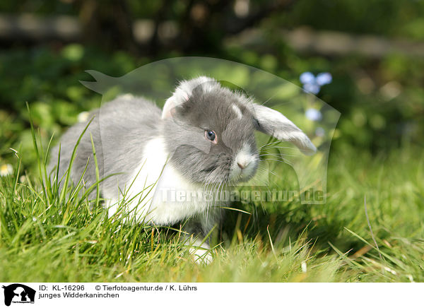 junges Widderkaninchen / young floppy-eared rabbit / KL-16296