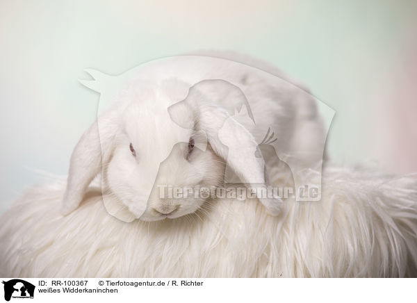 weies Widderkaninchen / RR-100367