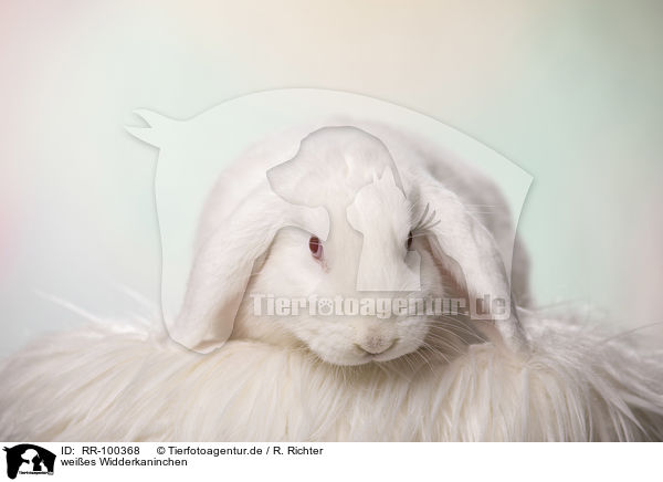 weies Widderkaninchen / white Lop Rabbit / RR-100368