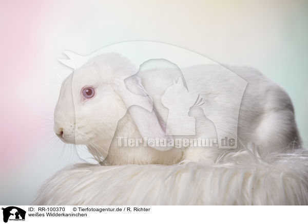 weies Widderkaninchen / white Lop Rabbit / RR-100370