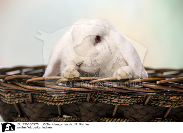 weies Widderkaninchen / white Lop Rabbit / RR-100375