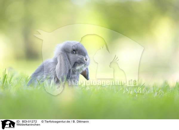 Widderkaninchen / Lop Rabbit / BDI-01272