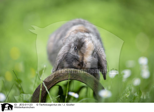 Widderkaninchen / JEG-01123