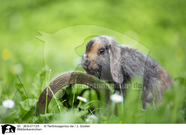 Widderkaninchen / lop-eared rabbit / JEG-01125