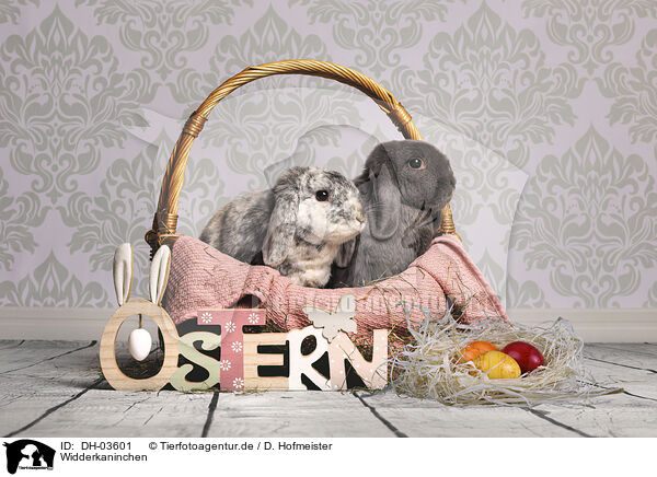 Widderkaninchen / lop-eared bunny / DH-03601