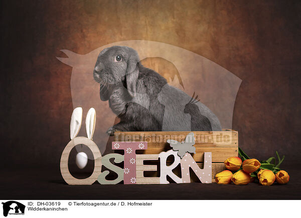 Widderkaninchen / lop-eared bunny / DH-03619