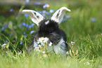 junges Widderkaninchen