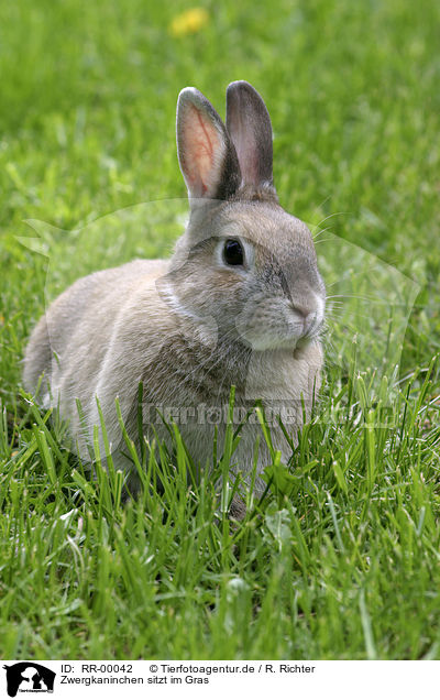 Zwergkaninchen sitzt im Gras / RR-00042