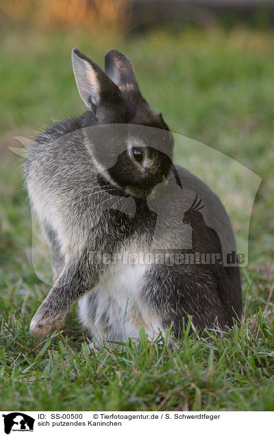sich putzendes Kaninchen / bunny in the meadow / SS-00500