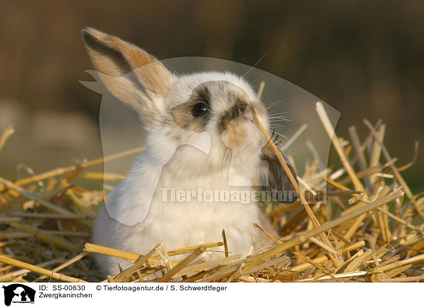 Zwergkaninchen / dwarf rabbit / SS-00630