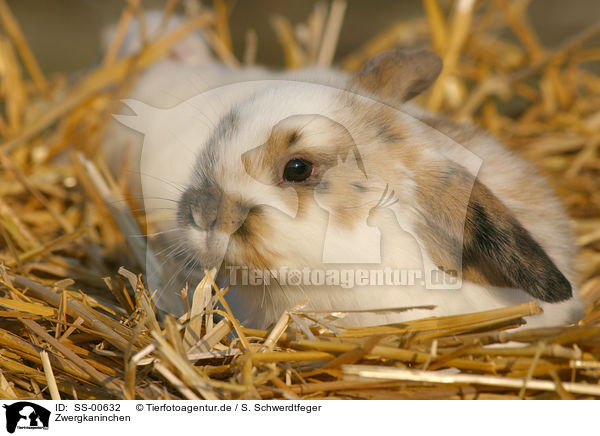 Zwergkaninchen / dwarf rabbit / SS-00632