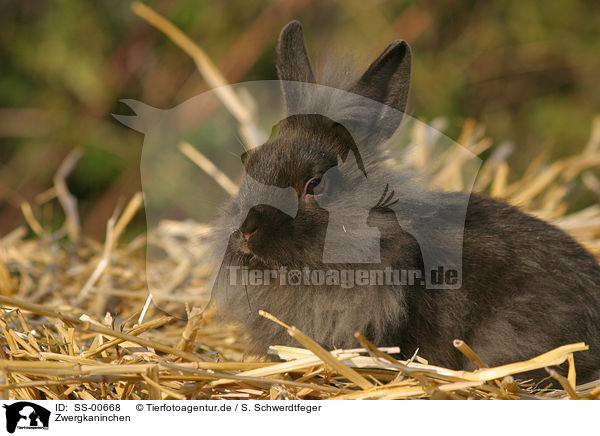 Zwergkaninchen / dwarf rabbit / SS-00668