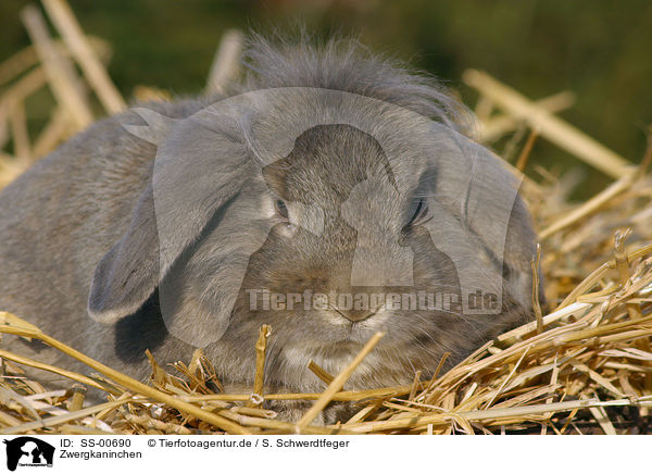Zwergkaninchen / SS-00690