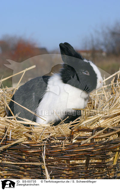 Zwergkaninchen / dwarf rabbit / SS-00735