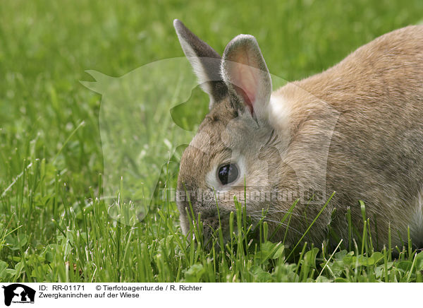Zwergkaninchen auf der Wiese / bunny in the meadow / RR-01171