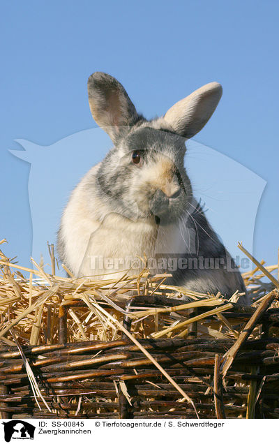 Zwergkaninchen / dwarf rabbit / SS-00845