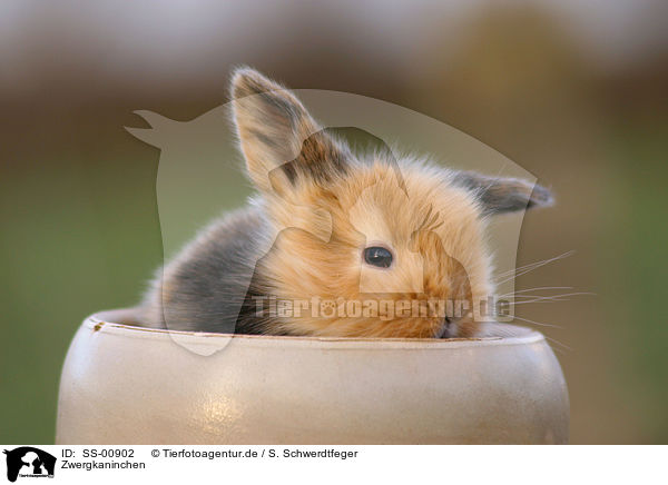 Zwergkaninchen / pygmy bunny / SS-00902