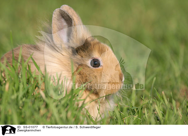 Zwergkaninchen / dwarf rabbit / SS-01077