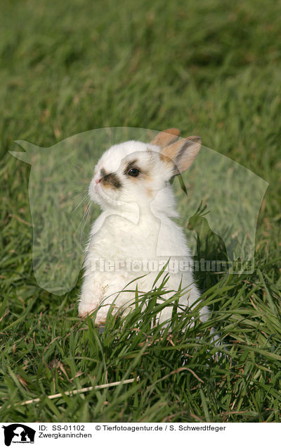 Zwergkaninchen / dwarf rabbit / SS-01102