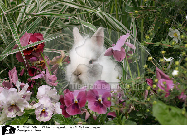 Zwergkaninchen / dwarf rabbit / SS-01592