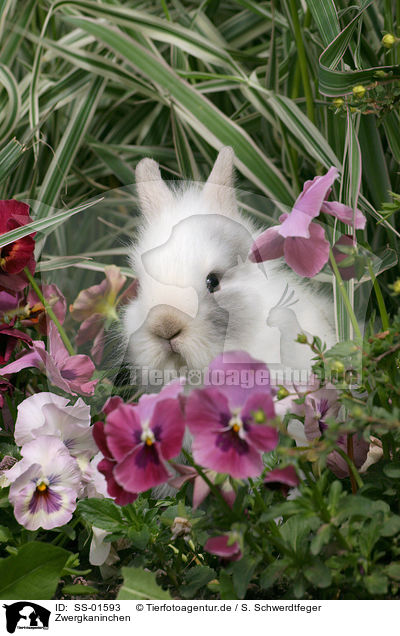 Zwergkaninchen / dwarf rabbit / SS-01593