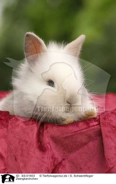 Zwergkaninchen / dwarf rabbit / SS-01603