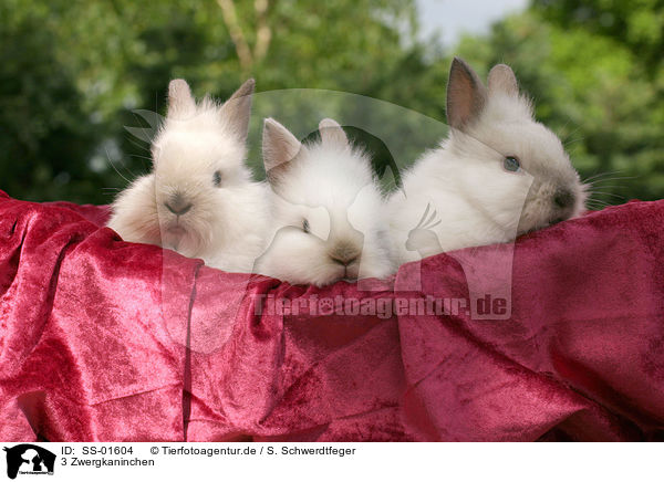 3 Zwergkaninchen / 3 dwarf rabbits / SS-01604