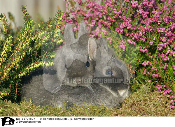 2 Zwergkaninchen / 2 dwarf rabbits / SS-01607