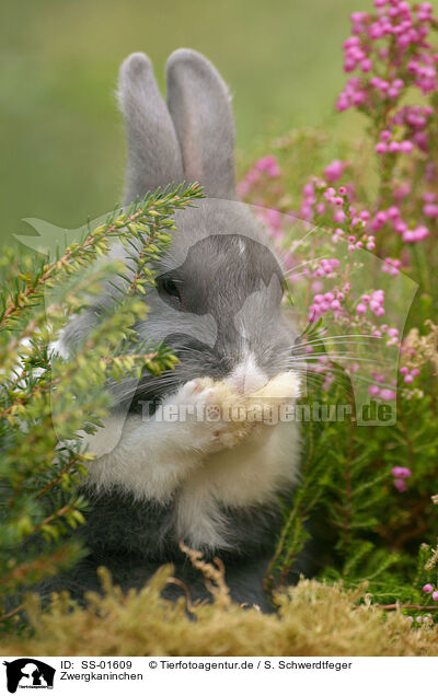 Zwergkaninchen / dwarf rabbit / SS-01609