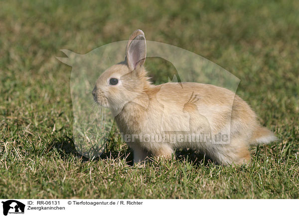 Zwergkaninchen / Bunny / RR-06131