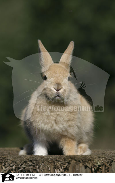 Zwergkaninchen / Bunny / RR-06143