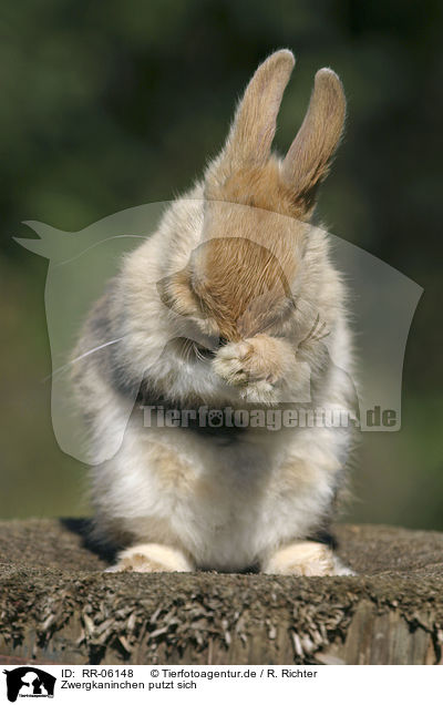 Zwergkaninchen putzt sich / cleaning Bunny / RR-06148