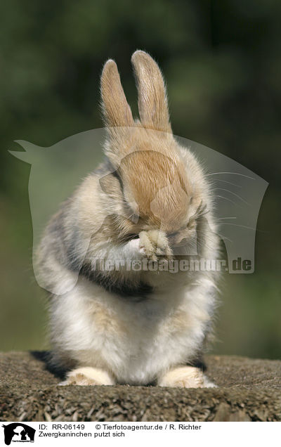 Zwergkaninchen putzt sich / cleaning Bunny / RR-06149