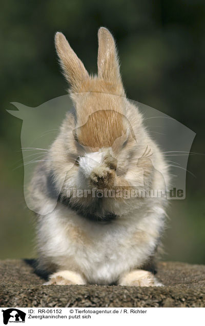 Zwergkaninchen putzt sich / cleaning Bunny / RR-06152