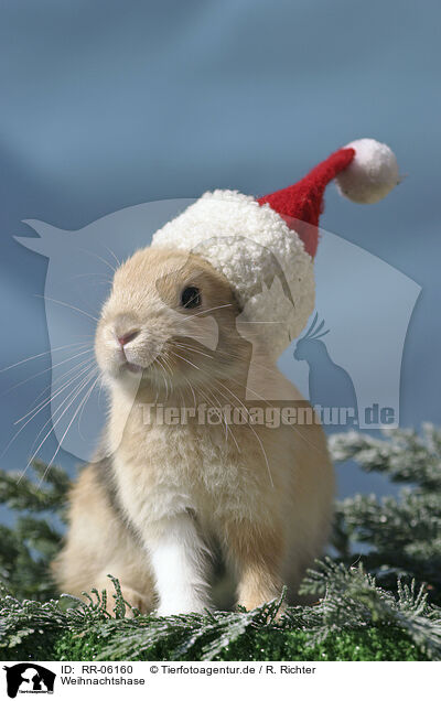 Weihnachtshase / Christmasbunny / RR-06160