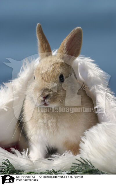Weihnachtshase / Christmasbunny / RR-06172