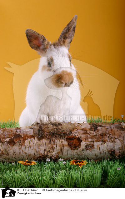 Zwergkaninchen / pygmy bunny / DB-01447
