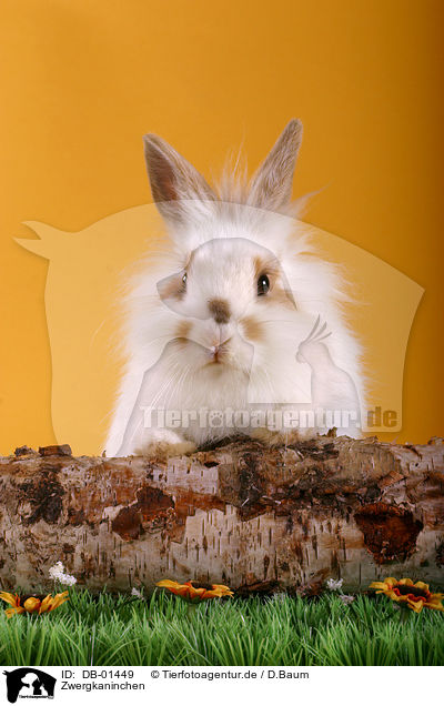 Zwergkaninchen / pygmy bunny / DB-01449
