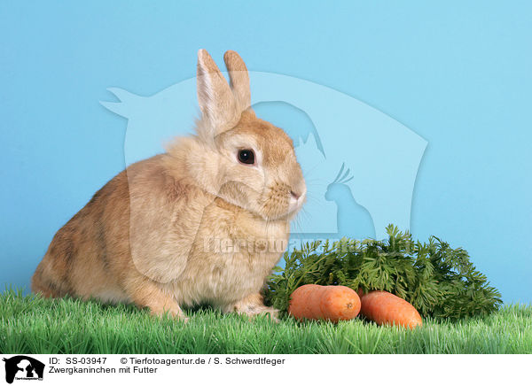 Zwergkaninchen mit Futter / dwarf rabbit with food / SS-03947