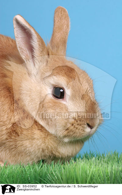 Zwergkaninchen / dwarf rabbit / SS-03952