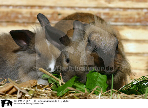 fressende Zwergkaninchen / eating pygmy bunnies / PM-01537