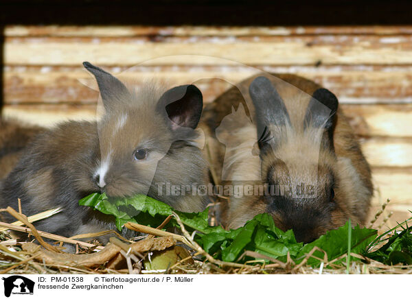 fressende Zwergkaninchen / eating pygmy bunnies / PM-01538
