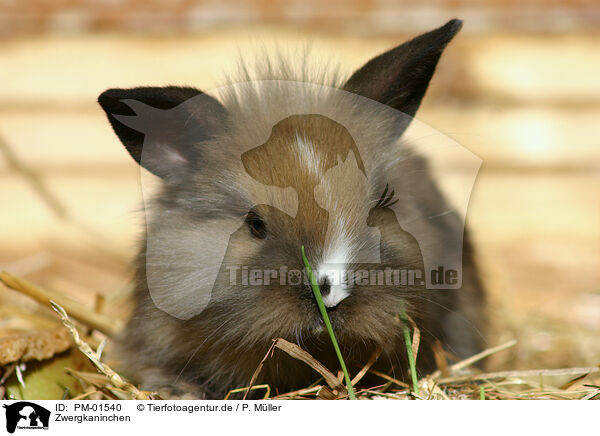 Zwergkaninchen / pygmy bunny / PM-01540